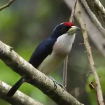 Ave endémica de Colombia con plumaje negro, blanco y corona roja (Barbet Capirrojo) posada en rama, capturada durante un tour privado de avistamiento de aves en San Rafael
