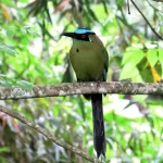 Momoto de Corona Azul, ave endémica, posado en una rama en un entorno selvático y verde de San Rafael, durante un tour privado de avistamiento de aves cerca de Medellín