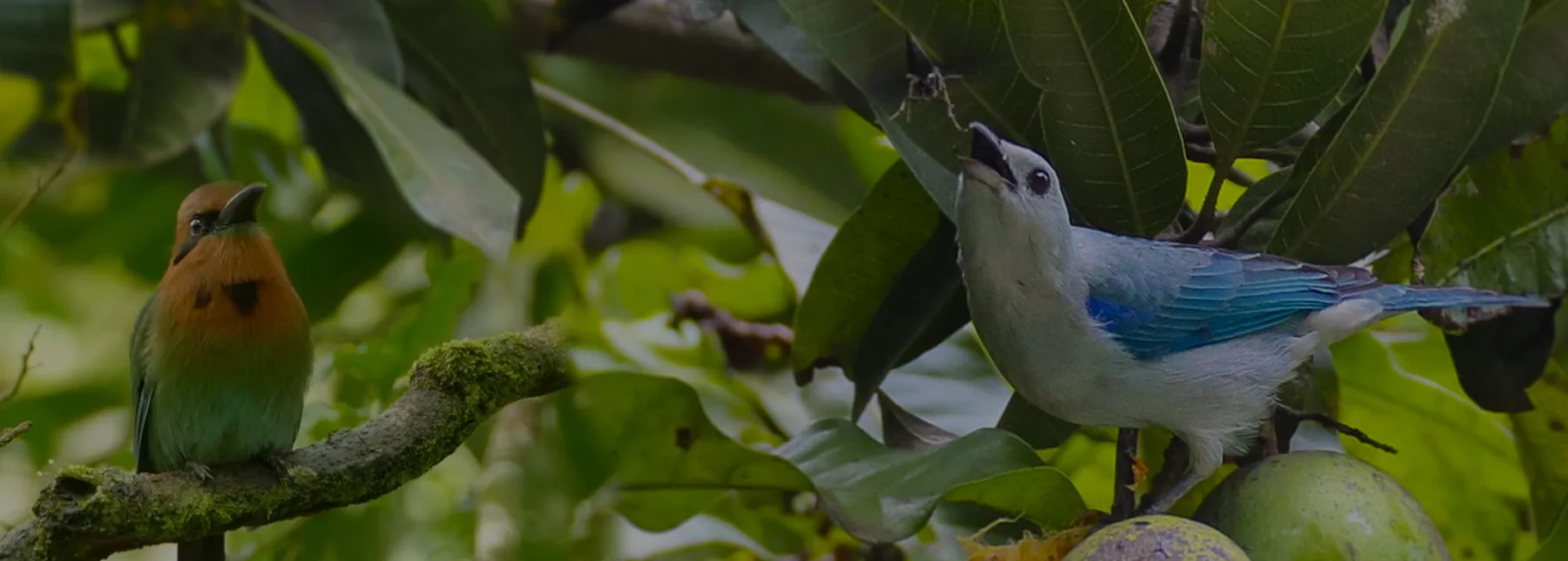 Dos aves de colores, un Azulejo Común y un Momoto, posadas en ramas verdes en un bosque cerca a Medellín, capturadas durante un tour privado de avistamiento de aves y naturaleza.