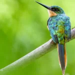 Ave Barranquero o Jacamar con plumaje iridiscente verde y cola naranja, posada en rama en un bosque de San Rafael. Representa la rica fauna del tour privado de avistamiento cerca de Medellín.