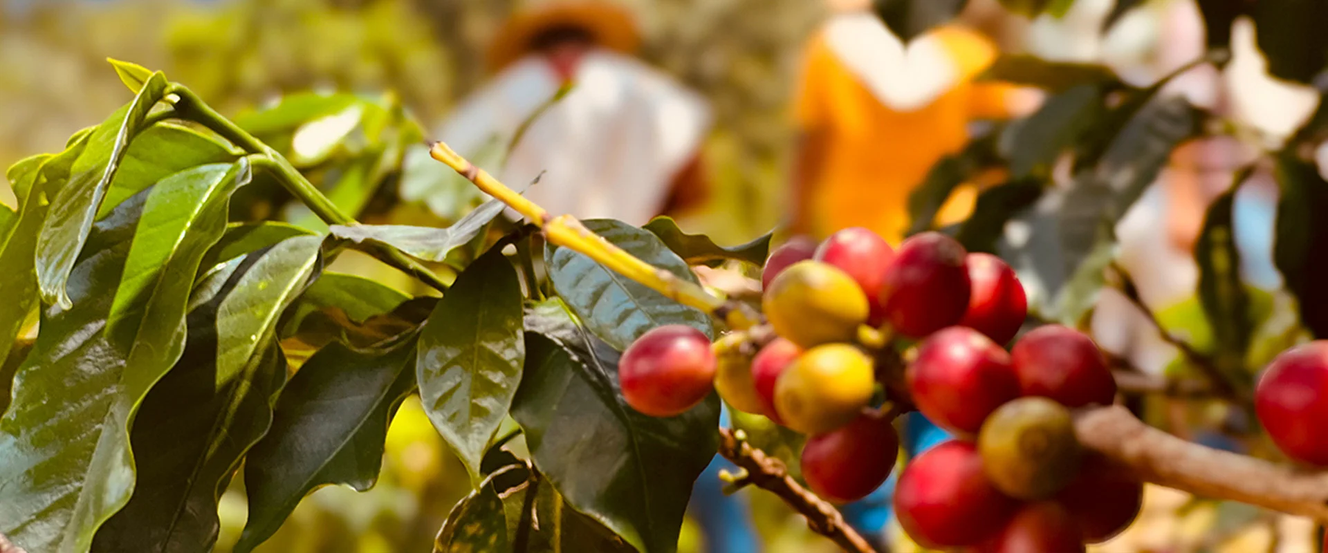 Tour del cafe muy cerca a medellin