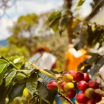 Tour del cafe, experiencia de recoleccion como parte del tour