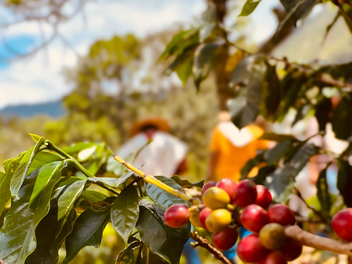 Tour del cafe, experiencia de recoleccion como parte del tour